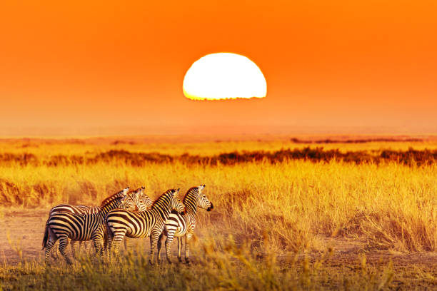 zebragruppe mit erstaunlichem sonnenuntergang in afrikanischer savanne. serengeti nationalpark, tansania. wilde natur afrikanische landschaft und safari-konzept - tanzania stock-fotos und bilder