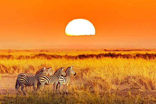 Zebra group with amazing sunset in african savannah. Serengeti National Park, Tanzania. Wild nature african landscape and safari concept.