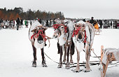 Three reindeer in harness with wooden sleighs. Holiday day of reindeer in the city square.