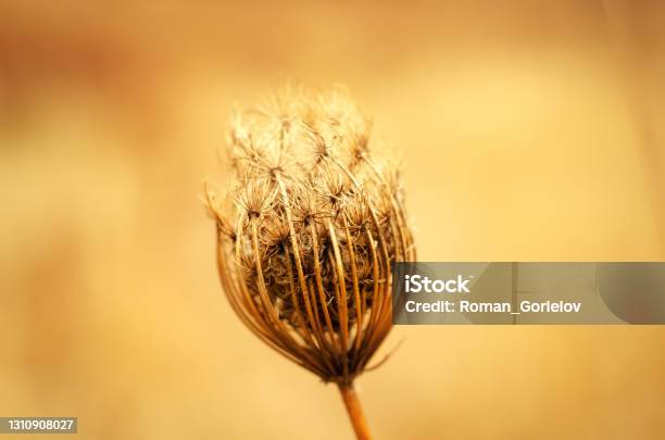 Dry Plant Stock Photo - Download Image Now - Seed, Head, Wildflower