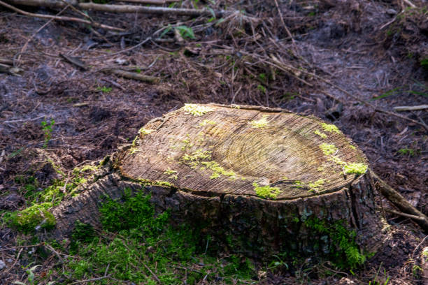istock The sawn-off tree stump is covered with a little moss 1310908306