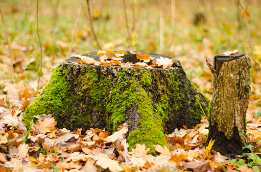 mossy stump in autumn forest