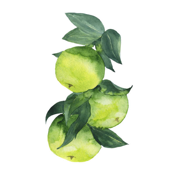 зеленые яблоки на ветке изолированы на белом фоне. акварель ручной рисунок иллюстрации зеленого фруктового дерева. летний дизайн еды. идеа� - tree book apple apple tree stock illustrations