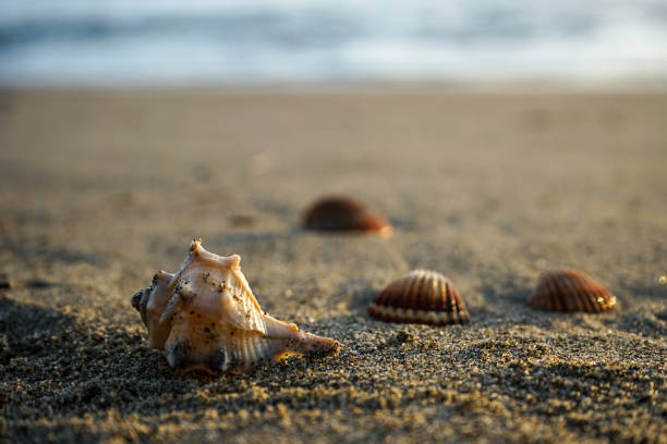 istock Close up of sea shell in sand beach 1310909764