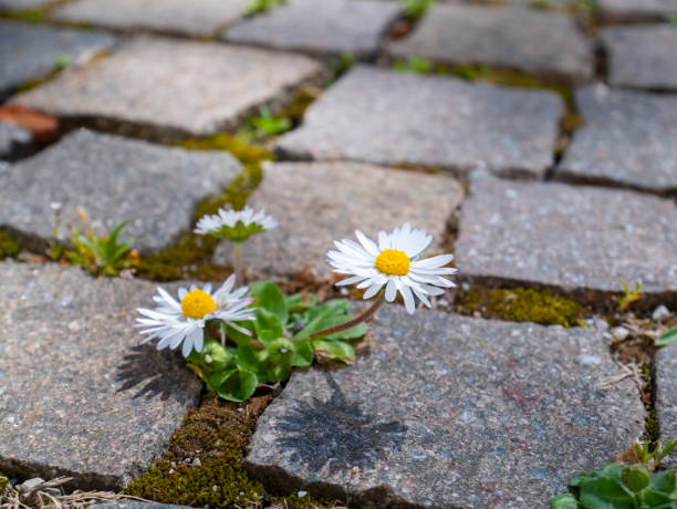 Daisy flower grows in the middle of the road. Perseverance concept.