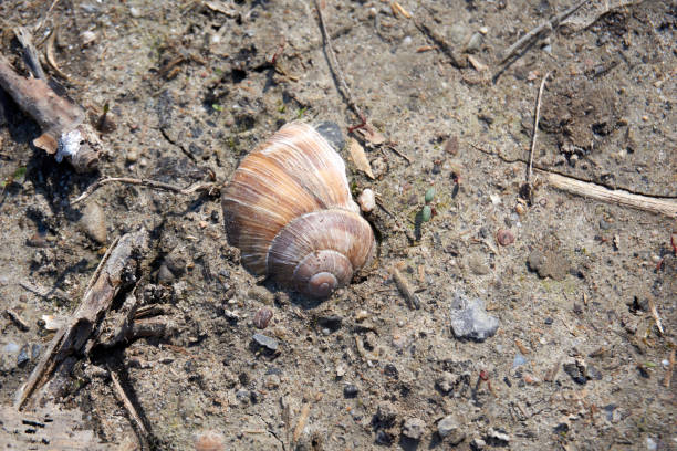 istock buried snail shell of a vine snail 1310910516