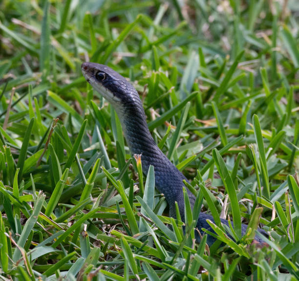 istock Black Racer Snake Holds Head High in Green Grass 1310911232