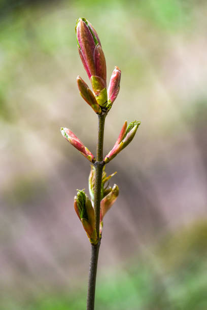 istock Young and fresh tree leaves blooming in spring time, Poland. 1310911260