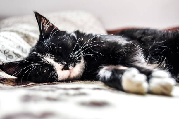 istock A young cat sleeping on a couch at home, sweet and beautiful. 1310911273