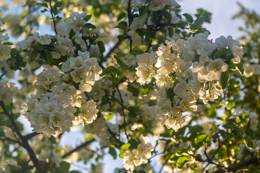 A blooming apple tree in spring is covered with white flowers in the warmth of a summer evening.