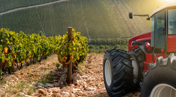 Tractor in the vineyard. Sunset, harvesting.
