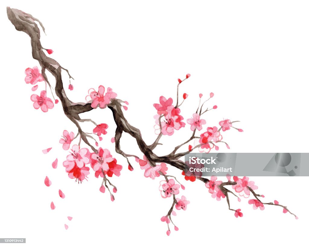 Japansk körsbär blomma gren akvarell handritad illustration - Royaltyfri Körsbärsblomning Illustrationer