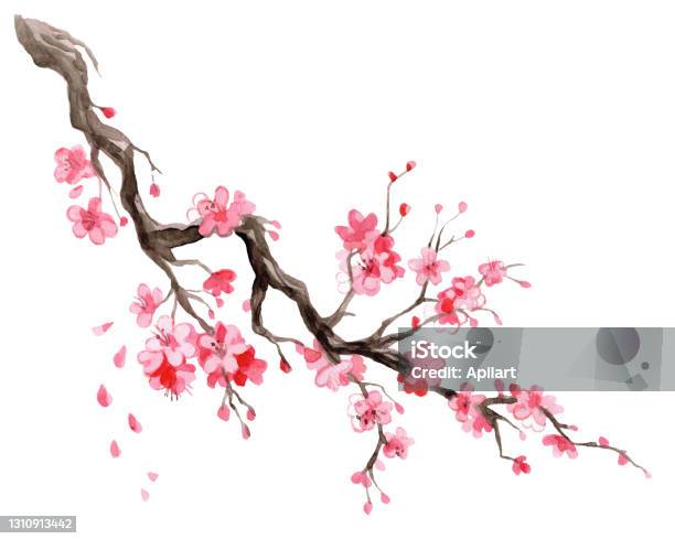 Japansk Körsbär Blomma Gren Akvarell Handritad Illustration-vektorgrafik och fler bilder på Körsbärsblomning
