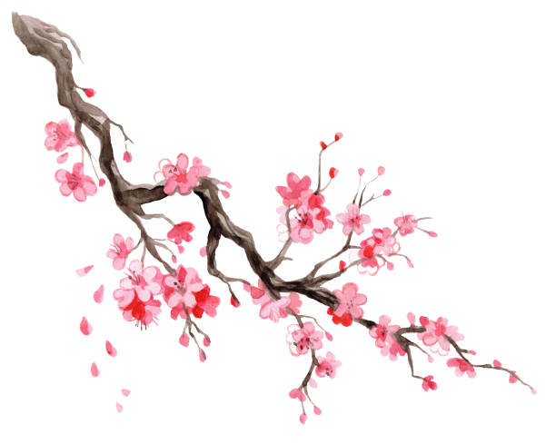 Japanese cherry blossom branch watercolor hand drawn illustration Watercolor illustration sakura. Hand drawn Japanese cherry blossom branch with flowers isolated on white background. For design sushi restaurant menu, cards, print, design, wallpaper, kitchen towel. oriental cherry tree stock illustrations