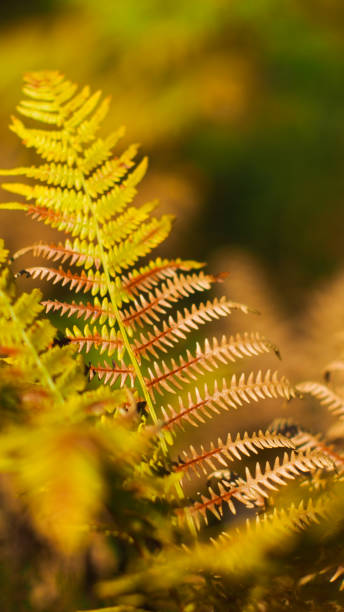 istock Golden hues in the woods 1310913488