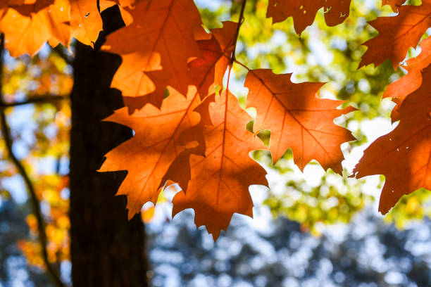istock Autumn leaves on a beautiful sunny autumn day 1310914272