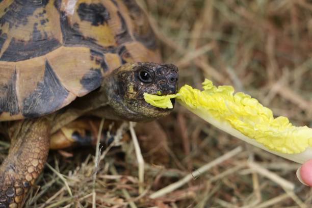 istock a close-up of a small tortoise eating a lettuce leaf 1310914366