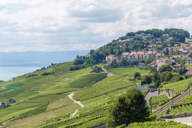 istock Lavaux, terraced vineyard - Swiss 1310914379
