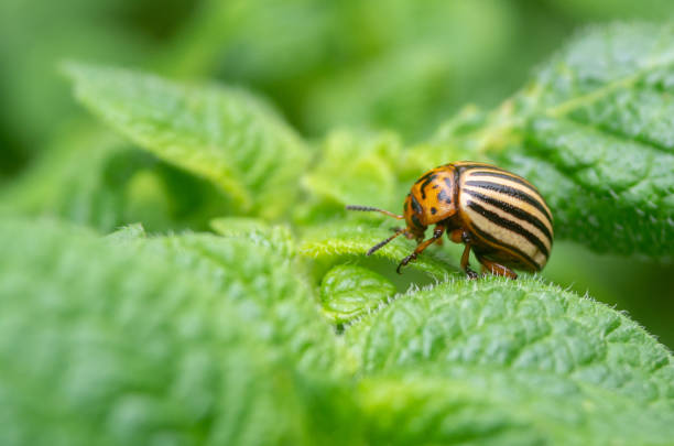 istock Colorado beetle. Colorado beetle on potato leaves. 1310914499