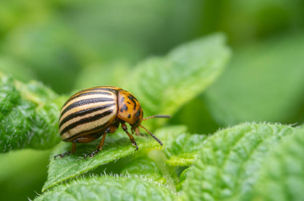 istock Colorado beetle. Colorado beetle on potato leaves. 1310914508