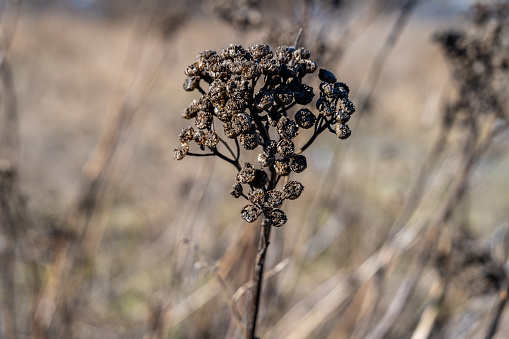 A close-up picture of dry flowers in the winter. Picture from Malmo, southern Sweden