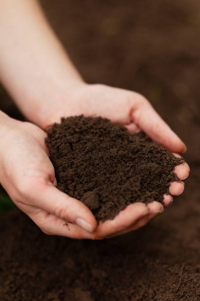 istock Black soil in hands. Fertile mud, ground composition 1310916209