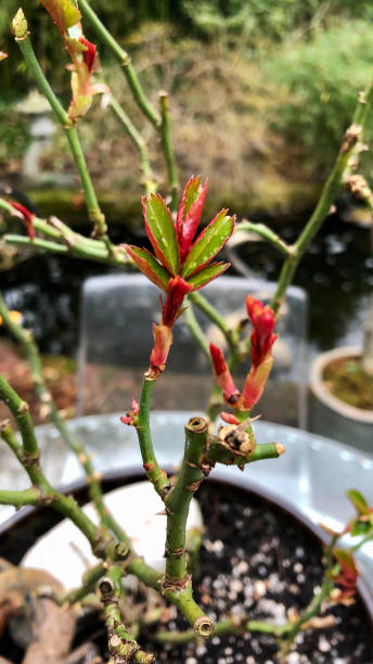 Image of fresh, new green leaves growing on a rose shoot in Spring, blurred garden background with perspex garden furniture, elevated view, focus on foreground Stock photo showing elevated view of healthy rose shoot with fresh, green, glossy spring leaf growth in sunshine against a blurred garden background. perspex stock pictures, royalty-free photos & images