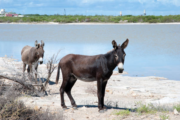 istock Grand Turk Island Wild Donkeys 1310917885