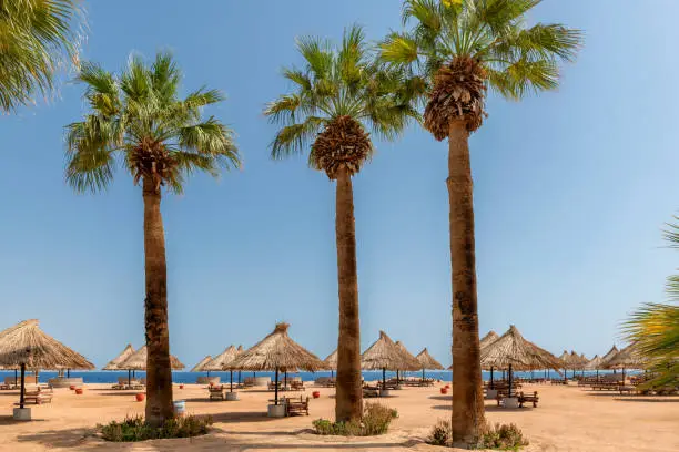 Sunny beach in tropical resort with palm trees and parasols in Red Sea coast in Egypt, Africa.
