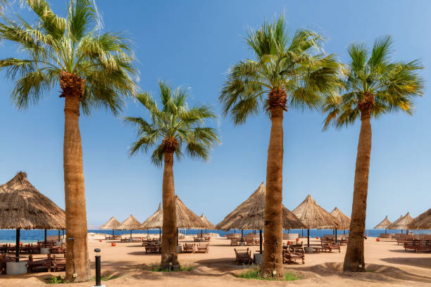 istock Sunny beach in tropical resort with palm trees and parasols 1310919221
