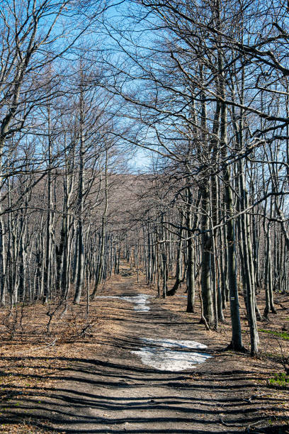 istock Tourist path and deciduous tree alley, Klak hill, Slovakia 1310920034