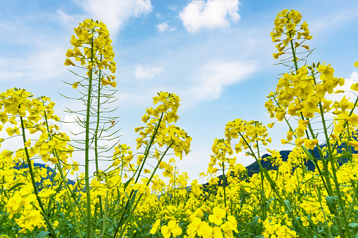 Outdoor large field of rapeseed scene