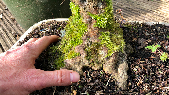 Stock photo showing the mossy trunk of a bonsai Azalea tree.