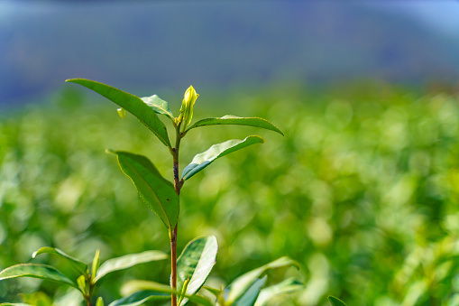 Tender green leaves of tea on the mountain