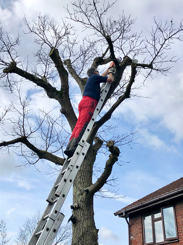Stock photo showing a tree surgeon wearing protective clothing and pruning branches of an English oak tree (Quercus robur) whilst stood on the rungs of an extendable ladder.