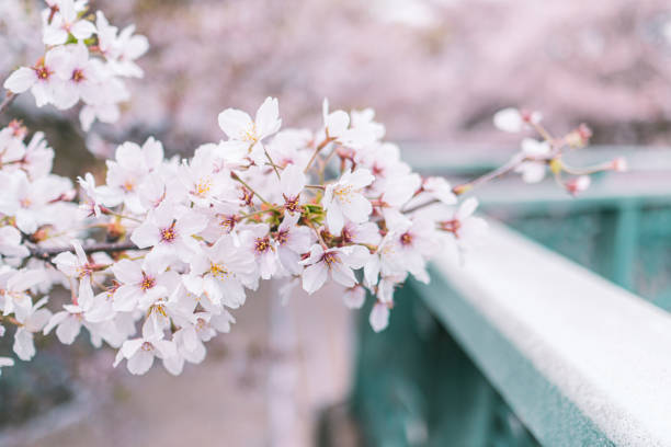 istock Beautiful cherry blossom flower 