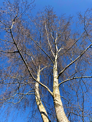 Stock photo showing the bare canopy of a common silver birch tree (Betula Pendula) with weeping bright white branches highlighted against a clear, deep blue sky.