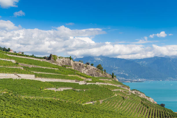 istock Lavaux, terraced vineyard - Swiss 1310921646