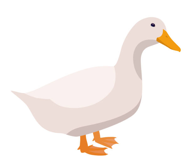 6,510 White Duck Illustrations & Clip Art - iStock | White duck isolated, White  duck white background, Black and white duck