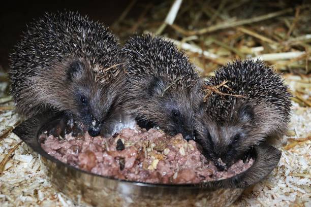 istock three hedgehogs eat from a metal bowl in the stable 1310921783