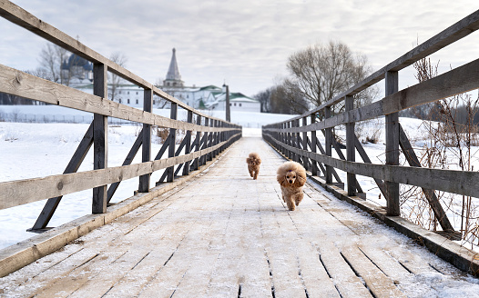 Cute small golden dogs running on snowy bridge. Happy family vacation. Family dog lifestyle.