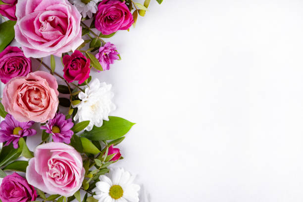 istock Beautiful summer flowers on the white background with empty space for text. Pink roses and white daisies top view 1310923264