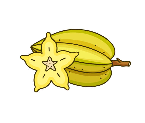 Carambola or star fruit, whole fruit and slice. Color doodle icon Carambola or star fruit, whole fruit and slice. Color doodle icon. Hand drawn illustration for food packaging design. Linear isolated vector pictogram on white background chrysophyllum cainito stock illustrations