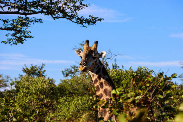 giraffe natonert - animal animal neck cute safari animals stock-fotos und bilder