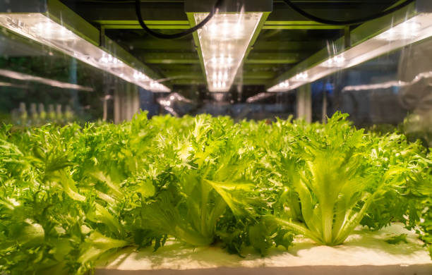 istock Greenhouse vegetables Plant with Led Light Indoor Farm Technology 1310924634