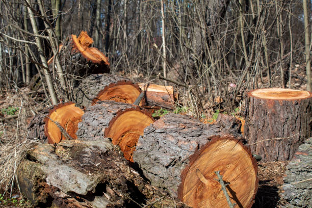istock Sawed tree trunk, Clearing the forest from old trees, sanitary felling of trees. 1310926091