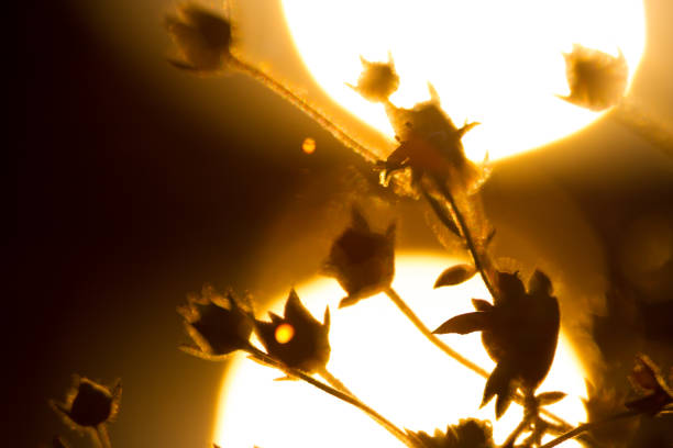 istock Macro shoot of yellow flowers 1310926228