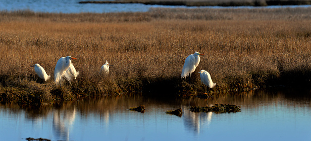 A small gather of sunlit egrets in a salt marsh, the large one is a Great Egret, the smaller ones are Snowy Egrets.  All are in breeding plumage and are in migration or have just arrived on the eastern shore of Maryland to breed, raise their young and fly away