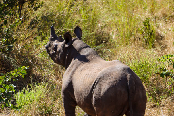 istock Baby rhinoceros 1310927172