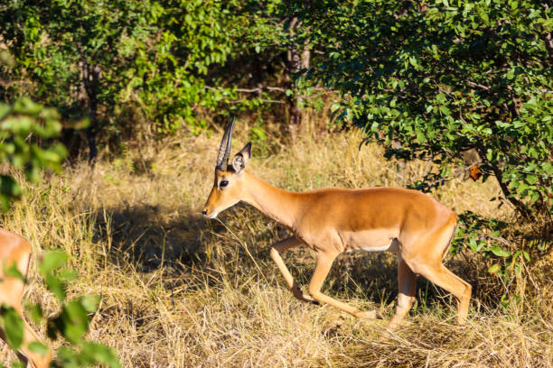 istock Young male bush Buck charging 1310928653